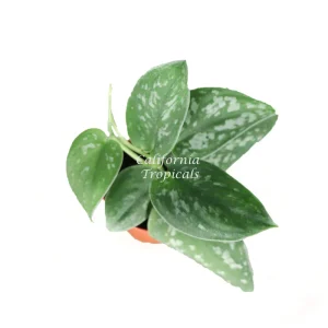 Satin Pothos Live Plant – Scindapsus Pictus – 2 inch Pot – Indoor - Image 2