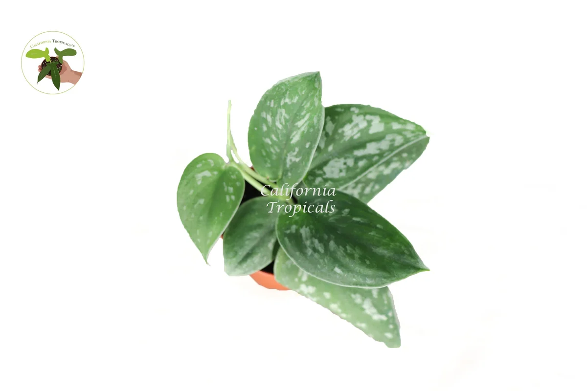 Satin Pothos Live Plant – Scindapsus Pictus – 2 inch Pot – Indoor - Image 2
