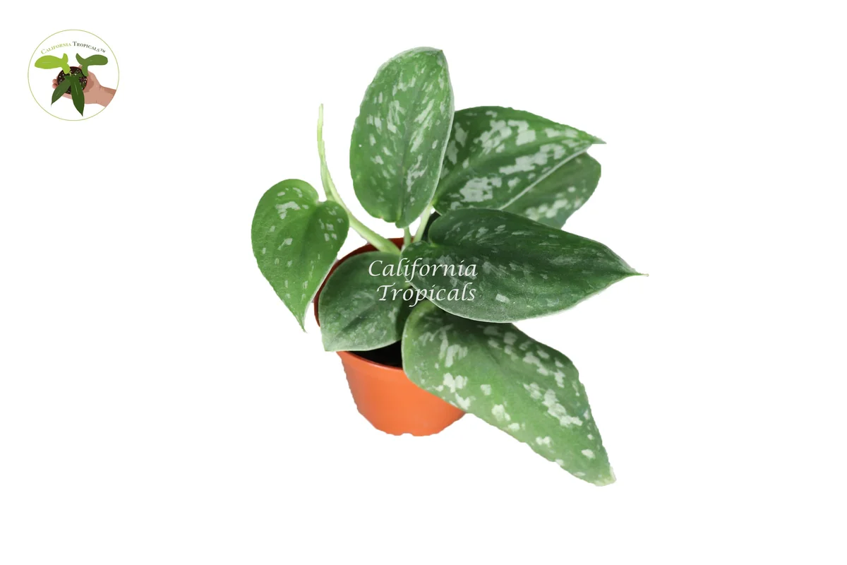 Satin Pothos Live Plant – Scindapsus Pictus – 2 inch Pot – Indoor - Image 1