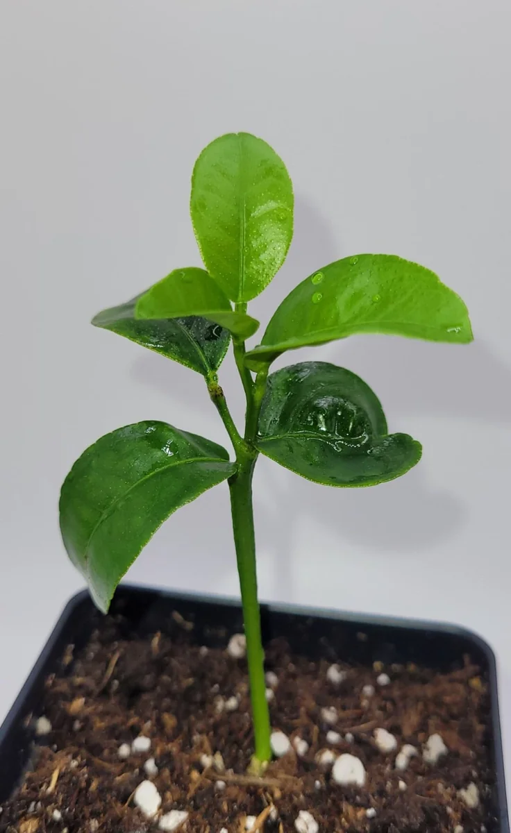 Satsuma Mandarin Orange Live Plant Seedling - 3-5 Inches Tall Citrus Tree - Image 3