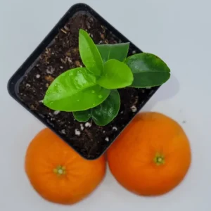 Satsuma Mandarin Orange Live Plant Seedling - 3-5 Inches Tall Citrus Tree - Image 1