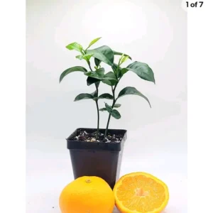 Satsuma Mandarin Tree Live Plant (2-Pack) - 3-5 Inches Tall - Indoor Citrus - Image 1
