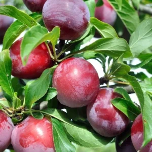 Satsuma Plum Tree Live Plant - 2-3 ft Tall - Sweet Red Flesh Fruit - Image 2