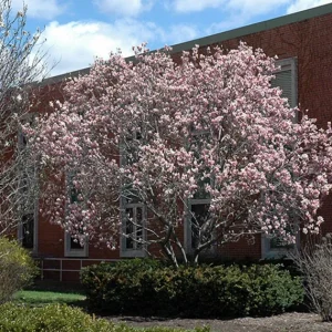 Saucer Magnolia Soulangeana Live Plant – Pink & White Blooms, 6-12 inches, 2.5 inch pot - Image 10
