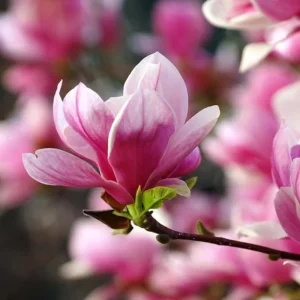 Saucer Magnolia Soulangeana Live Plant – Pink & White Blooms, 6-12 inches, 2.5 inch pot - Image 2
