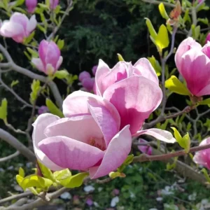 Saucer Magnolia Soulangeana Live Plant – Pink & White Blooms, 6-12 inches, 2.5 inch pot - Image 3