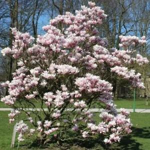Saucer Magnolia Soulangeana Live Plant – Pink & White Blooms, 6-12 inches, 2.5 inch pot - Image 6