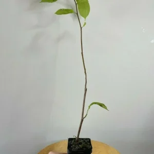 Saucer Magnolia Soulangeana Live Plant – Pink & White Blooms, 6-12 inches, 2.5 inch pot - Image 7