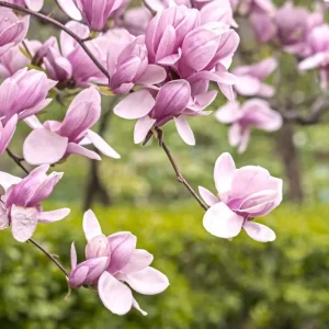 Saucer Magnolia Soulangeana Live Plant – Pink & White Blooms, 6-12 inches, 2.5 inch pot - Image 1