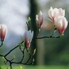 Saucer Magnolia Tree Live Plant, 6-12 inches Tall, Pink & White Blooms, USDA Zones 4-9 - Image 1