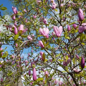 Saucer Magnolia Tree Live Plant, 6-12 inches Tall, Pink & White Blooms, USDA Zones 4-9 - Image 2