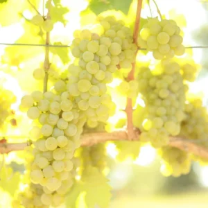 Sauvignon Blanc Grape Vine - 1 Bare Root Plant - White Wine Variety - Image 1