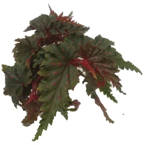 Sawtooth Begonia Serratipetala Live Plant – 4 inch Pot – Houseplant - Image 3
