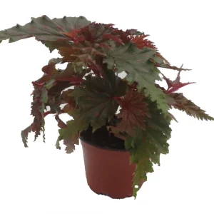 Sawtooth Begonia Serratipetala Live Plant – 4 inch Pot – Houseplant - Image 4
