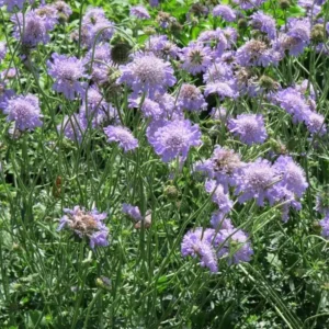 Scabiosa Fama Blue Pincushion Flower Perennial Live Plant – 3-6