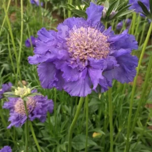 Scabiosa Fama Blue Pincushion Flower Perennial Live Plant – 3-6