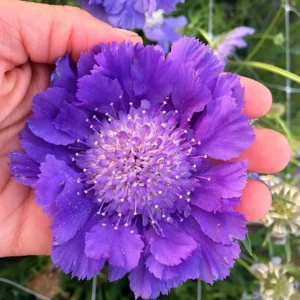 Scabiosa Fama Blue Pincushion Flower Perennial Live Plant – 3-6" Tall Plug - Image 1