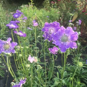 Scabiosa Fama Blue Pincushion Flower Perennial Live Plant – 3-6