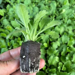 Scabiosa Fama Blue Pincushion Flower Perennial Live Plant – 3-6