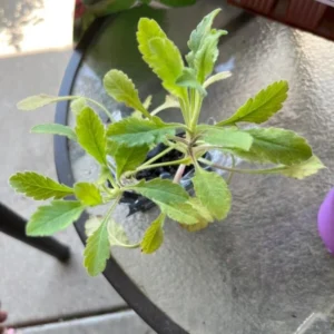 Scabiosa Fama Blue Pincushion Flower Perennial Live Plant – 3-6