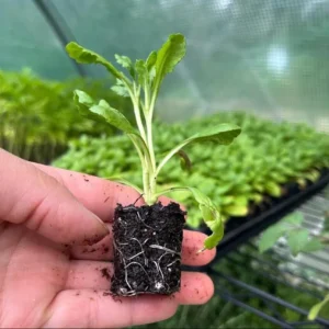 Scabiosa Fama Blue Starter Plants - Set of 2 Pincushion Flower Perennials, 3-6