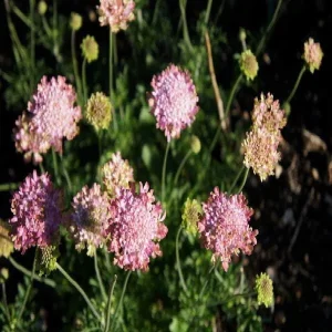Scabiosa Live Plant - Pincushion Flower Starter Plugs - Perennial - Image 10