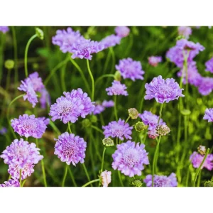 Scabiosa Live Plant - Pincushion Flower Starter Plugs - Perennial - Image 1