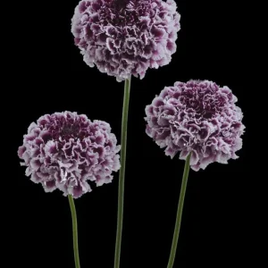 Scabiosa Live Plant - Pincushion Flower Starter Plugs - Perennial - Image 4