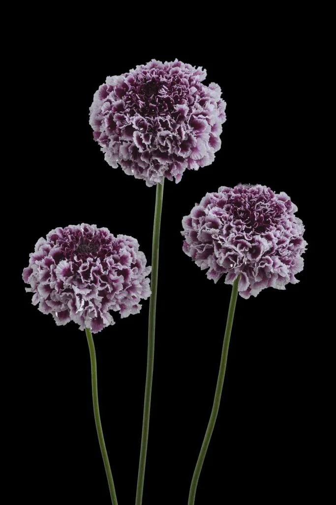 Scabiosa Live Plant - Pincushion Flower Starter Plugs - Perennial - Image 4