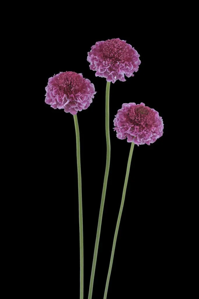 Scabiosa Live Plant - Pincushion Flower Starter Plugs - Perennial - Image 5