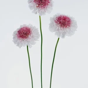 Scabiosa Live Plant - Pincushion Flower Starter Plugs - Perennial - Image 6