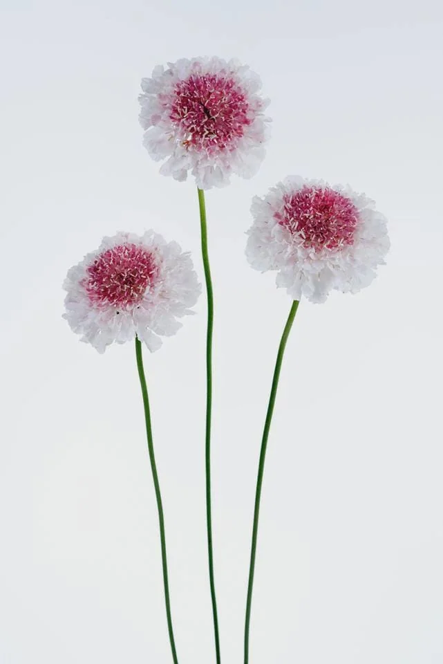 Scabiosa Live Plant - Pincushion Flower Starter Plugs - Perennial - Image 6