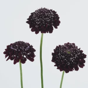 Scabiosa Live Plant - Pincushion Flower Starter Plugs - Perennial - Image 7