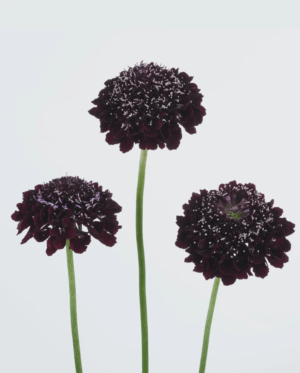 Scabiosa Live Plant - Pincushion Flower Starter Plugs - Perennial - Image 7