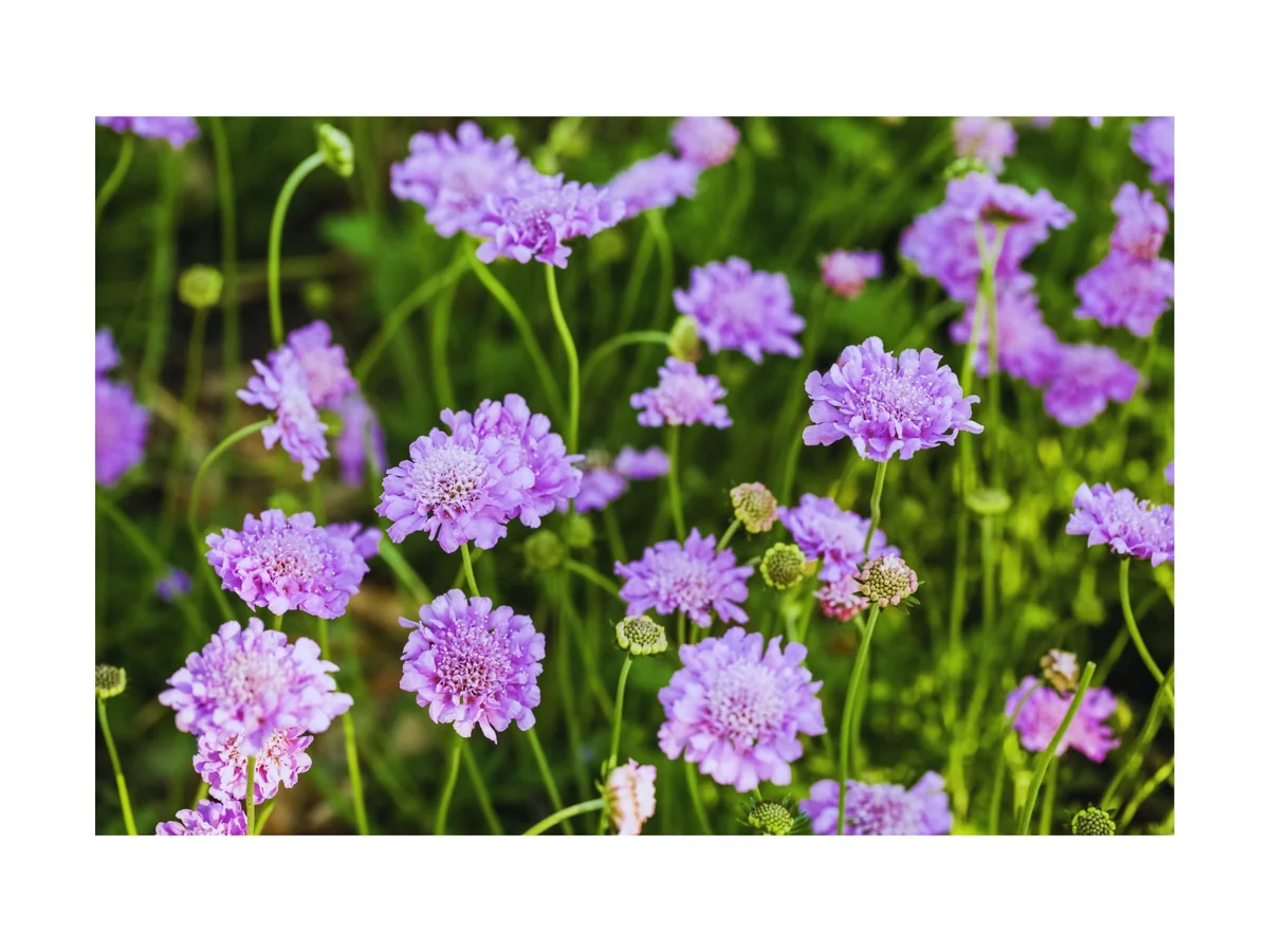 Scabiosa Live Plant - Pincushion Flower Starter Plugs - Perennial - Image 1