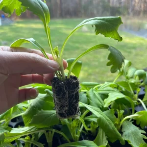 Scabiosa Pincushion Flower Starter Plant - Perennial Live Plant for Pollinators - Image 2