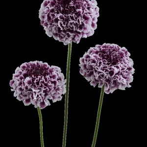 Scabiosa Pincushion Flower Starter Plant - Perennial Live Plant for Pollinators - Image 5