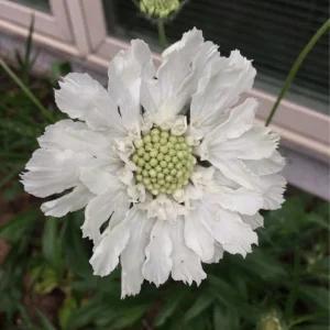 Scabiosa Pincushion Flower Starter Plant - Perennial Live Plant for Pollinators - Image 7