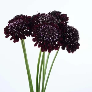 Scabiosa Pincushion Scoop Series Starter Plant Live, 1
