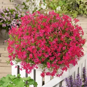 Scarlet Flame Creeping Phlox Live Plant - Red Flowers, Groundcover, 4