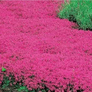 Scarlet Red Creeping Thyme Seeds - 600 Seeds Perennial Ground Cover for Rock Gardens - Image 2