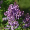 Scentara Pura Lilac Live Plant – Fragrant Hyacinthiflora – 4 inch Pot – Outdoor Shrub - Image 1