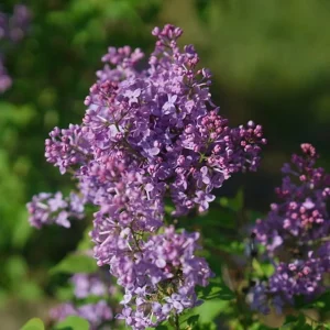Scentara Pura Lilac Live Plant – Fragrant Hyacinthiflora – 4 inch Pot – Outdoor Shrub - Image 1