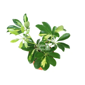 Schefflera Arboricola 'Gold Capella' Live Plant - 4 inch Pot - Indoor - Image 1
