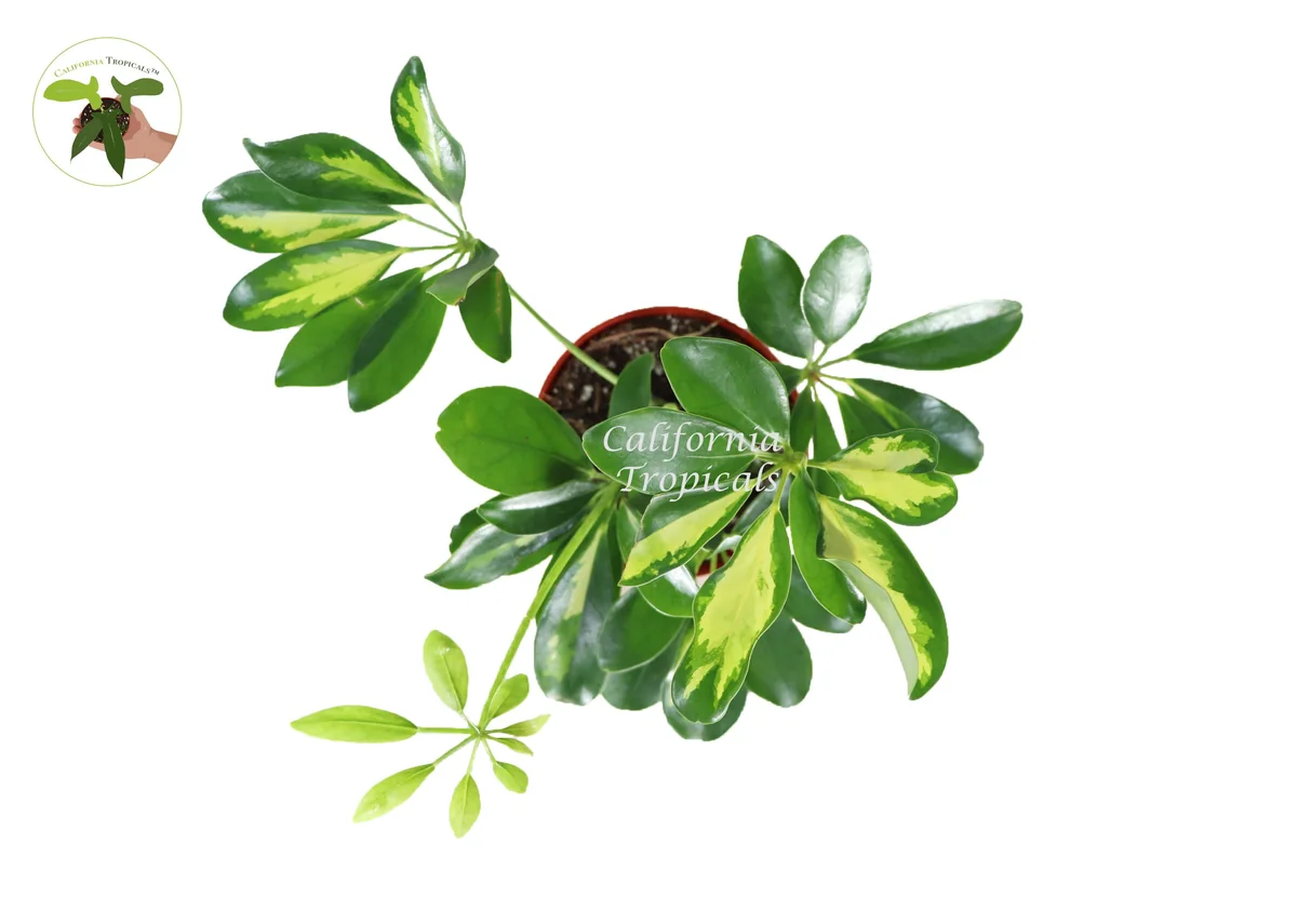 Schefflera Arboricola 'Gold Capella' Live Plant - 4 inch Pot - Indoor - Image 2