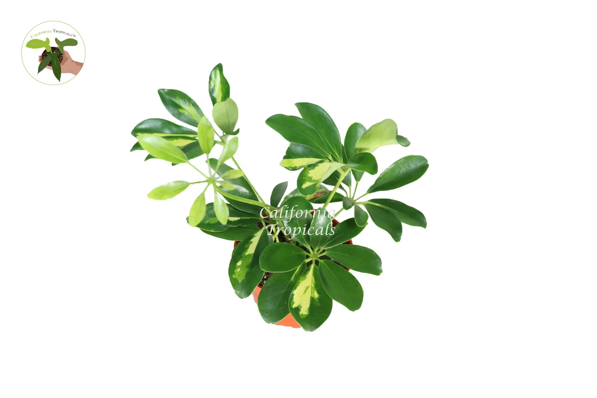 Schefflera Arboricola 'Gold Capella' Live Plant - 4 inch Pot - Indoor - Image 1