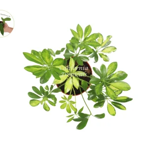 Schefflera Arboricola 'Gold Capella' Live Plant - 6 inch Pot - Indoor - Image 2