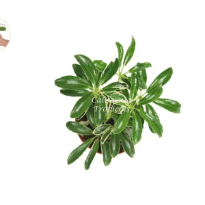 Schefflera Arboricola Variegated Umbrella Plant - 4'' Pot Live Plant Indoor - Image 2