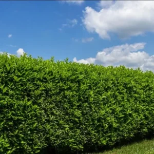 Schip Laurel Live Plant - 6-10 inches Tall, 3in Pot, Evergreen Shrub, Outdoor - Image 4