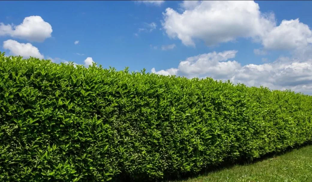 Schip Laurel Live Plant - 6-10 inches Tall, 3in Pot, Evergreen Shrub, Outdoor - Image 4